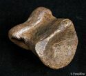 Well Preserved Theropod Toe Bone - Hell Creek #2995-3